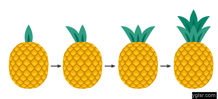 ai初级教程，用ai画一个无缝衔接的菠萝