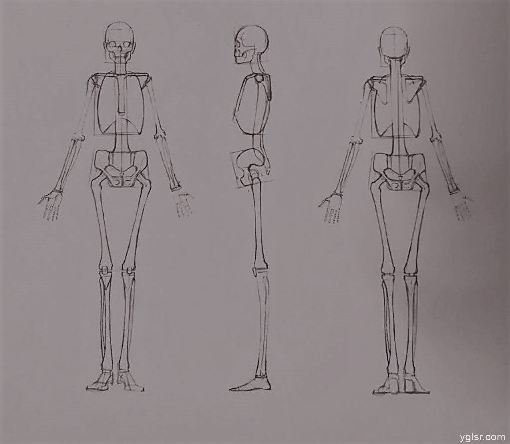 人体绘画 人体的肌肉、比例-普画网