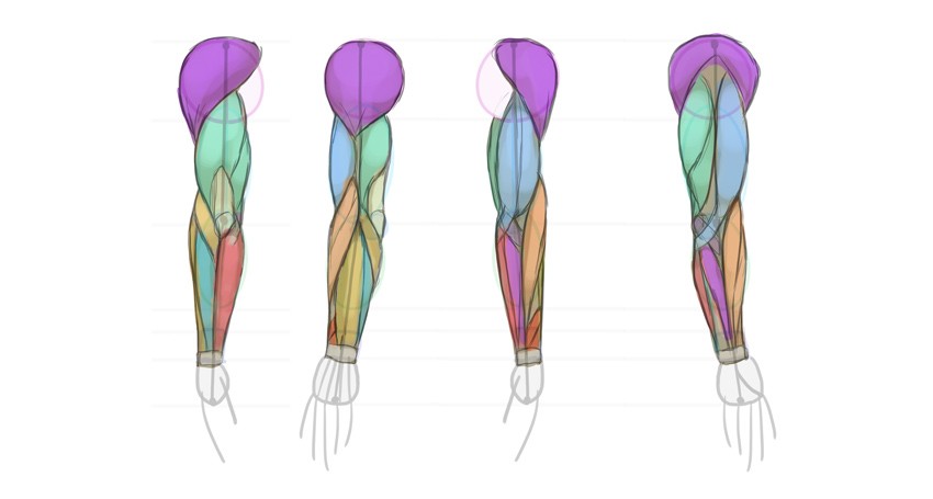 绘画入门：简单认识人体骨骼肌肉的画法