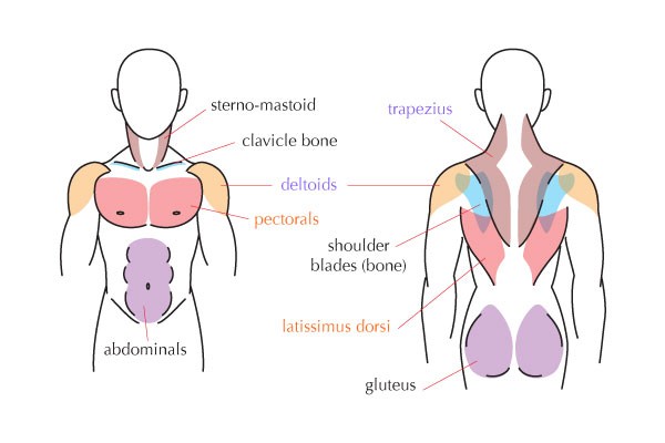 绘画人体解剖学，详细了解人体肌肉结构