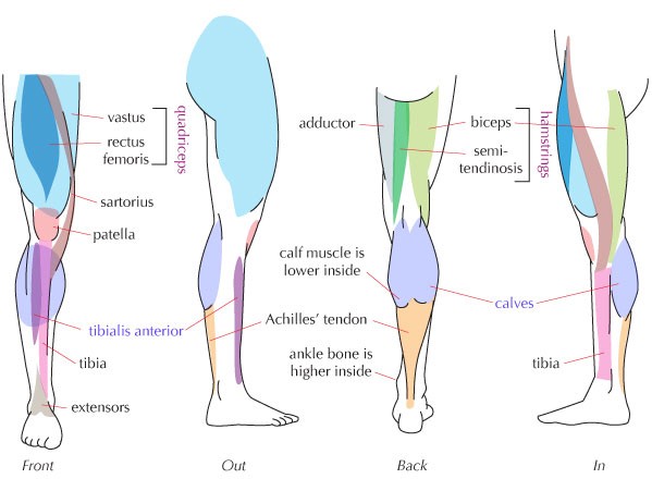 绘画人体解剖学，详细了解人体肌肉结构