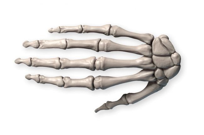 画手教程：手骨骼结构的详细讲解