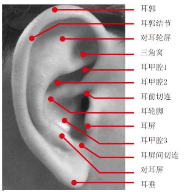 如何画耳朵，在头骨上的分解耳朵教程加深理解