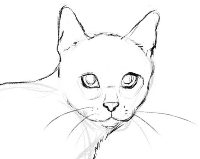 画猫教程：教会你如何画一只猫