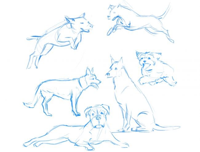 绘画教程:如何画狗,教你画一只警犬黑背