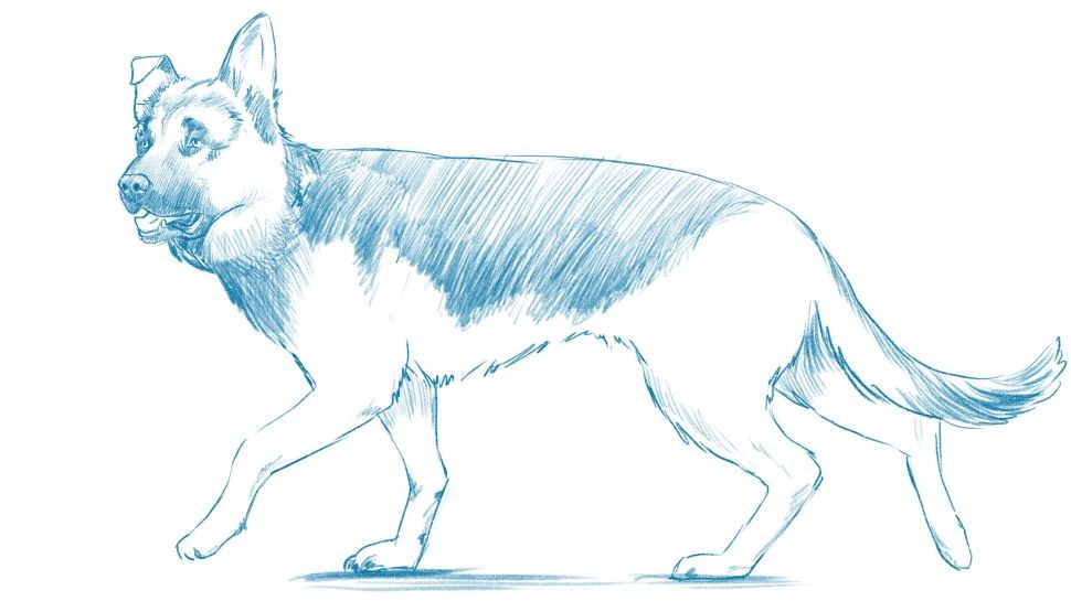 绘画教程：如何画狗，教你画一只警犬黑背