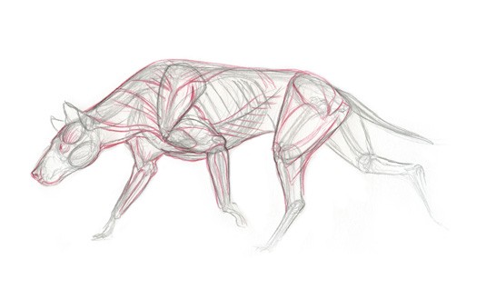 用5步画出一组犬科动物的肌肉