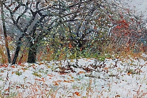 小碎花,宁静的乡村风景,白俄罗斯画家Tatyana Chernykh作品
