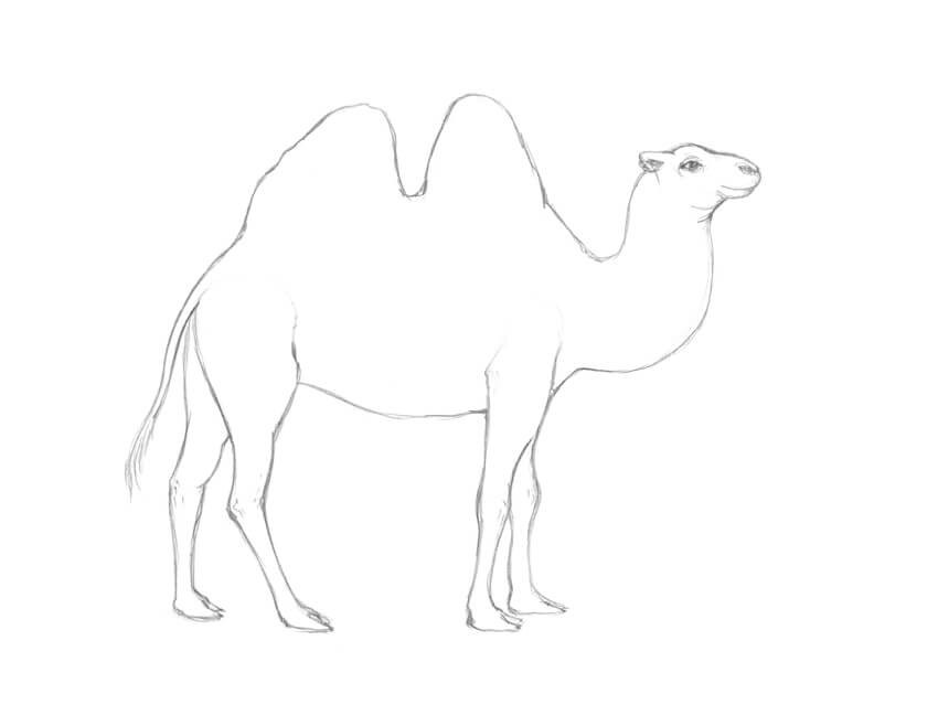 骆驼祥子中骆驼的画法图片
